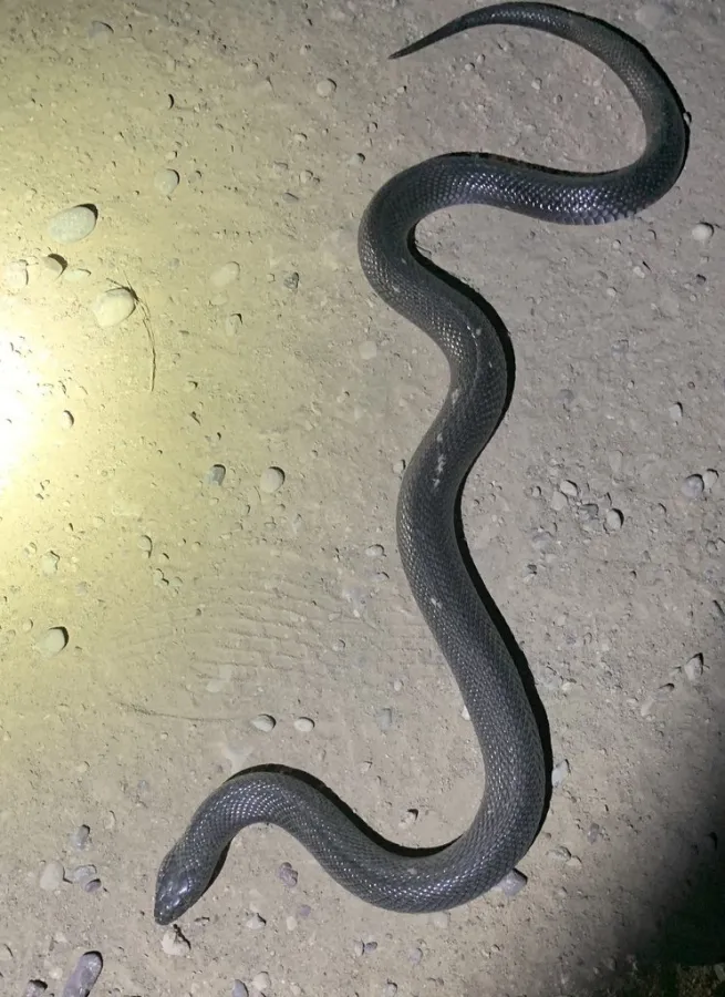 Black Desert Cobra