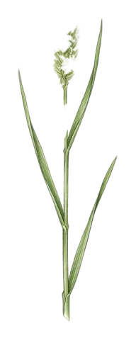 Phalaris paradoxa