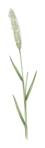 Phleum montanum