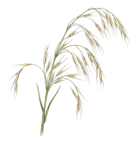 Piptatherum holciforme