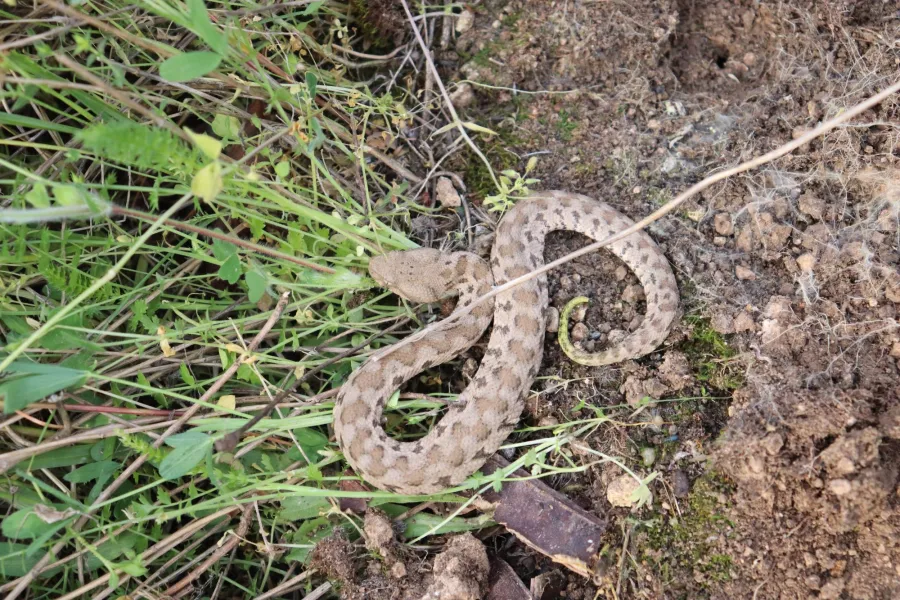 Blunt-nosed Viper or Lebetine Viper