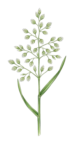 Poa annua