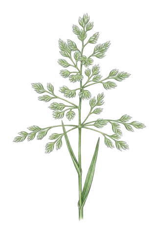 Poa pratensis