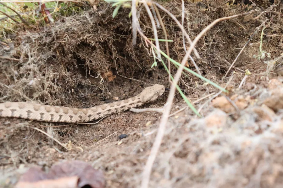 Blunt-nosed Viper or Lebetine Viper