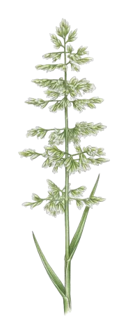 Polypogon viridis