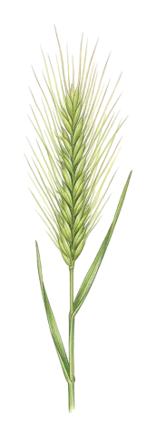 Psathyrostachys fragilis