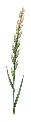 Pseudoroegneria kosaninii