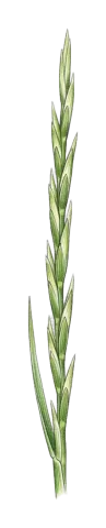 Pseudoroegneria tauri