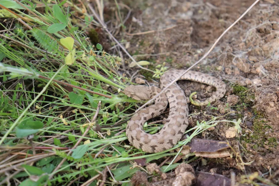 Blunt-nosed Viper or Lebetine Viper
