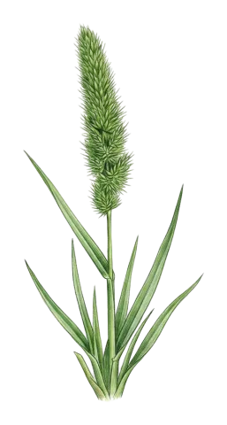 Rostraria cristata