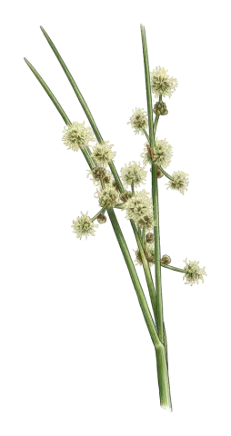 Scirpoides holoschoenus