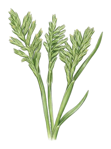 Sclerochloa dura