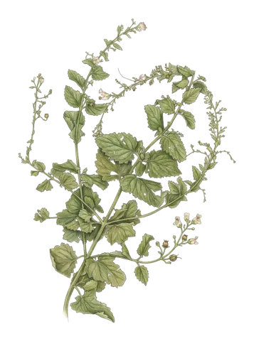 Scrophularia crenophila