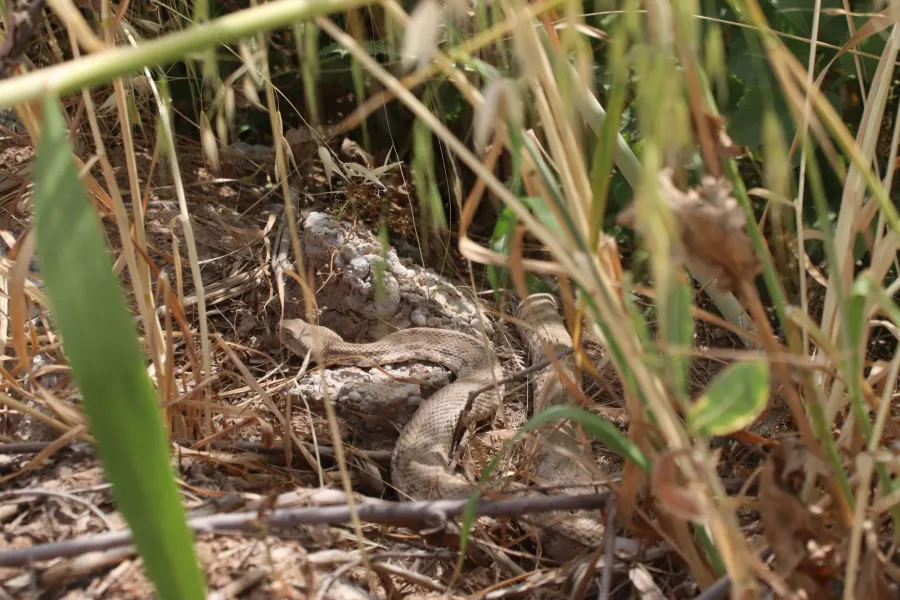 Blunt-nosed Viper or Lebetine Viper