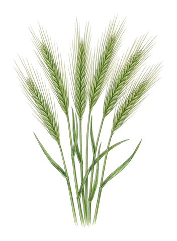 Secale strictum