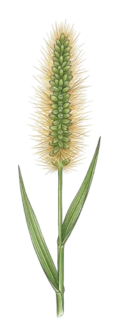 Setaria pumila