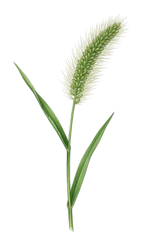 Setaria viridis