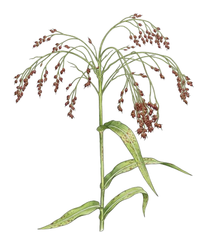 Sorghum bicolor