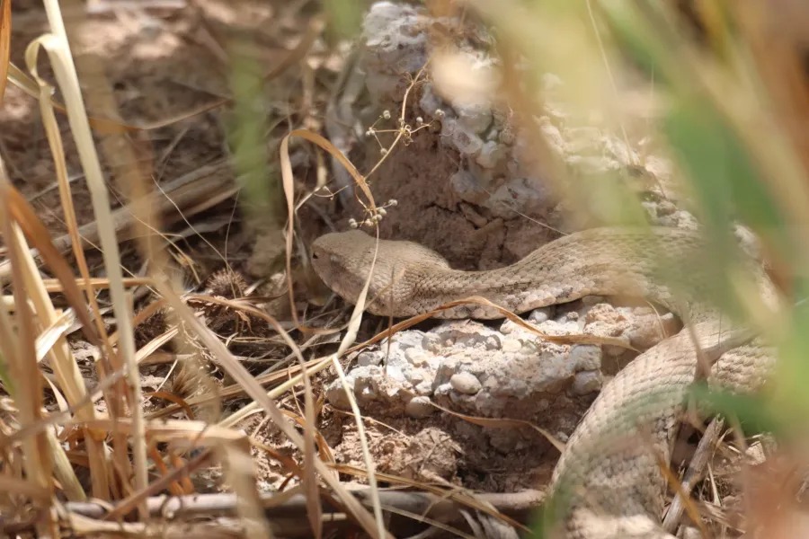 Blunt-nosed Viper or Lebetine Viper