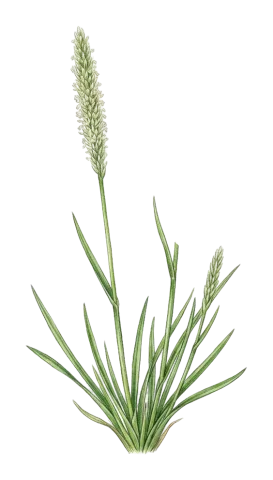 Sporobolus alopecuroides