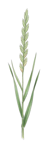 Thinopyrum intermedium