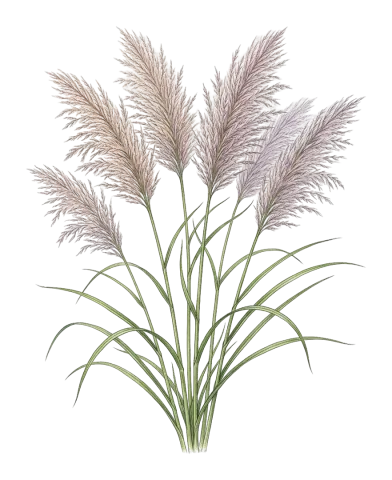 Tripidium ravennae