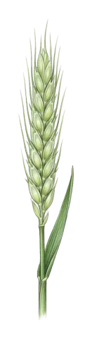Triticum timopheevii