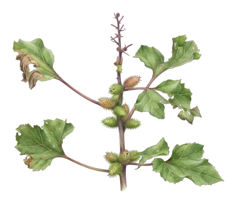 Xanthium strumarium
