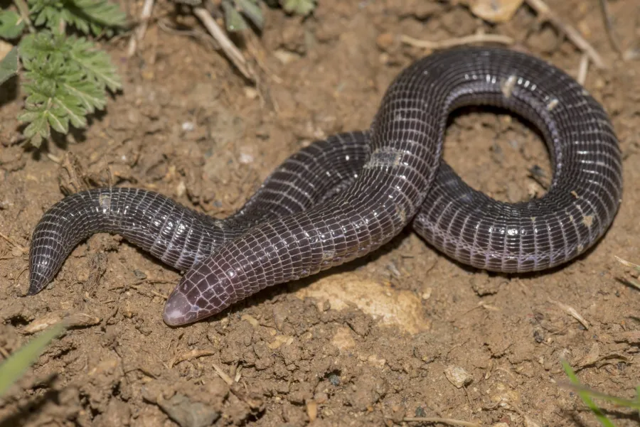 Alexander's worm-lizard