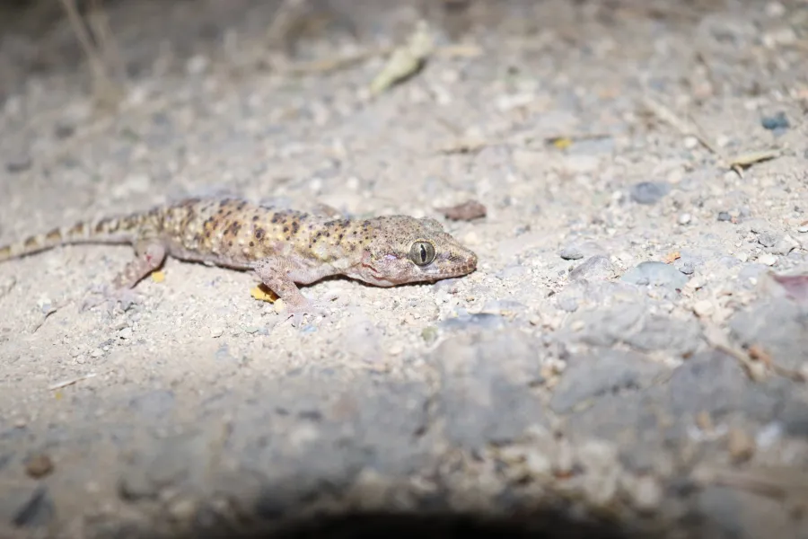 Kurdistan gecko Lorestan gecko