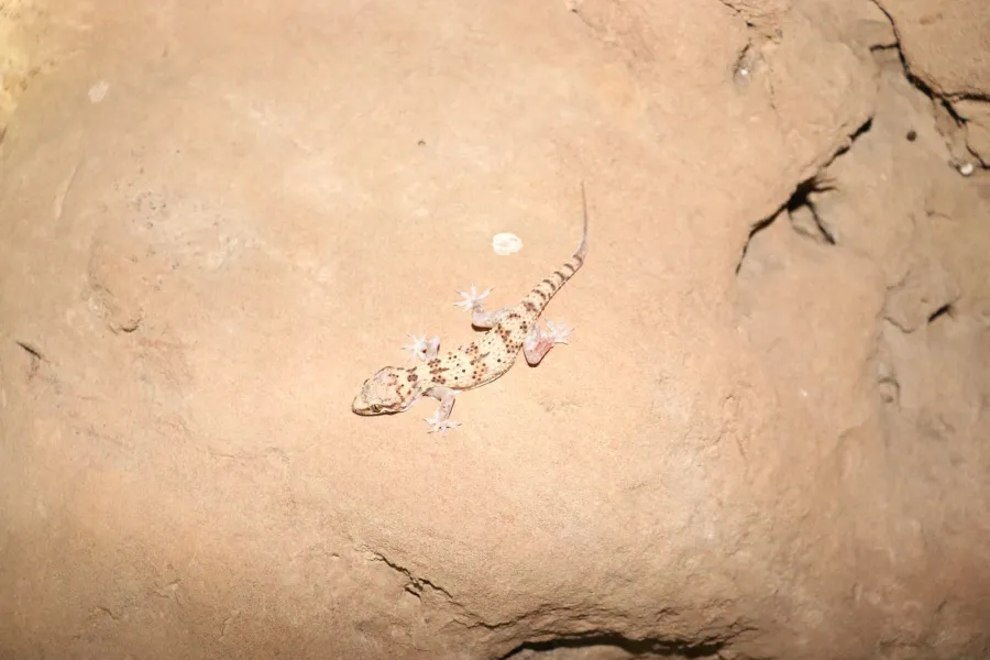 Kurdistan gecko Lorestan gecko