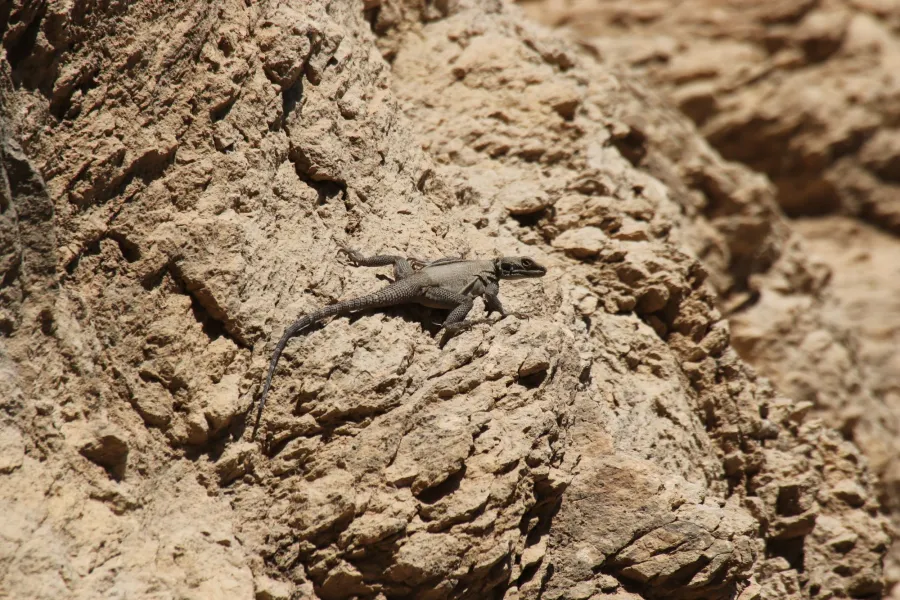 Large-scaled rock agama