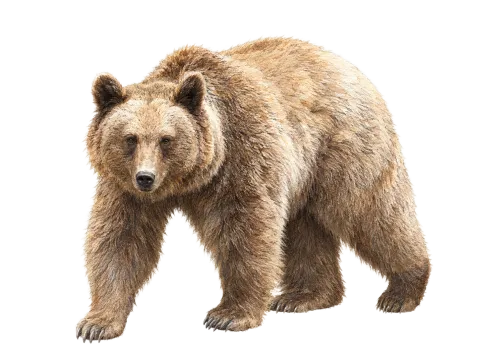 Brown Bear