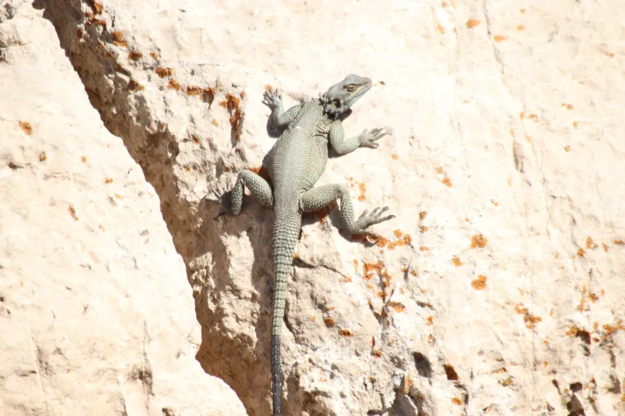 Large-scaled rock agama