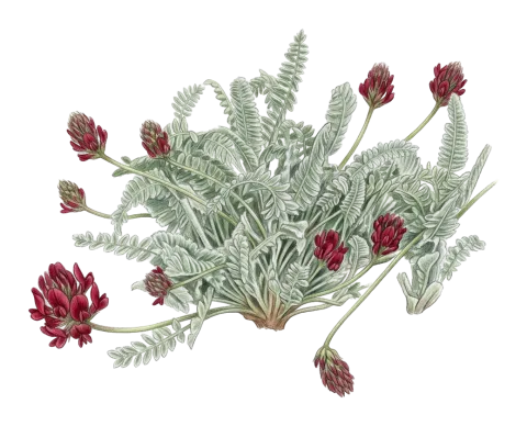 Astragalus cretaceus