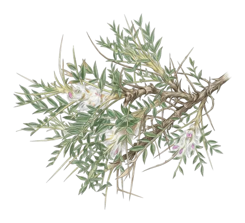 Astragalus kurdicus