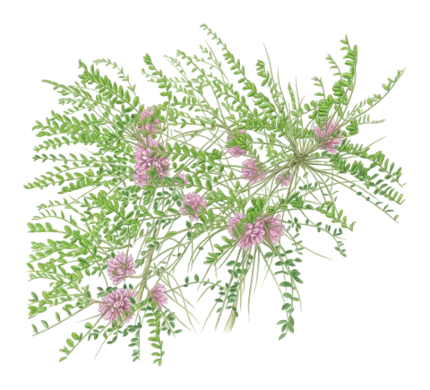 Astragalus longifolius