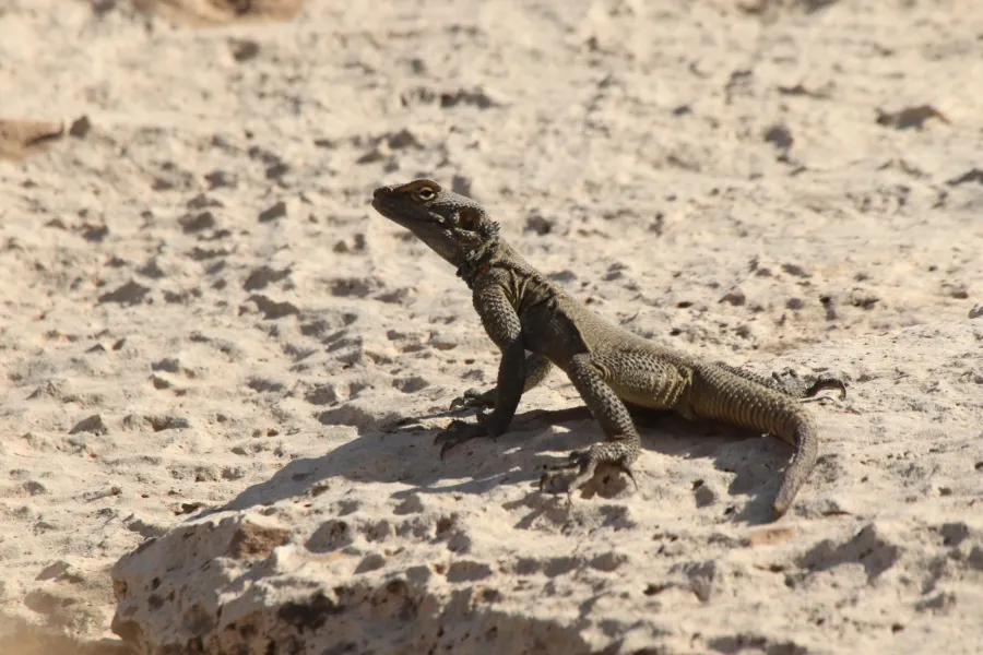 Large-scaled rock agama