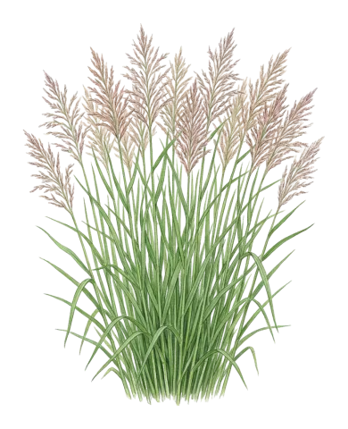 Calamagrostis pseudophragmites