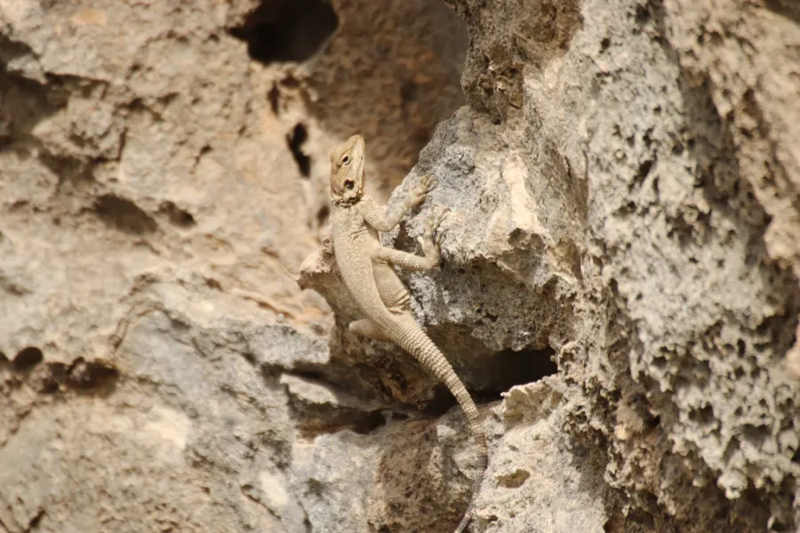 Large-scaled rock agama
