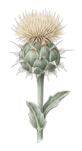 Centaurea gigantea