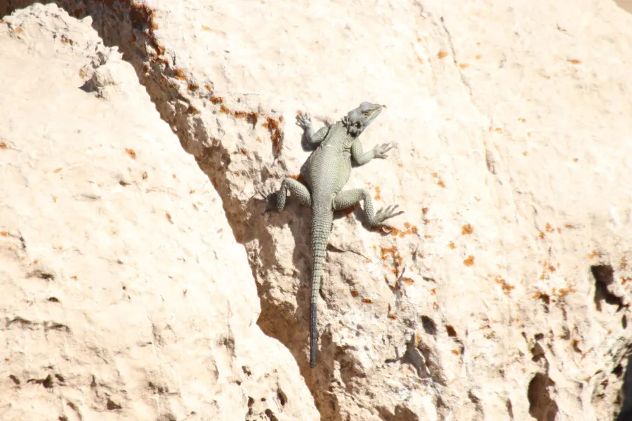 Large-scaled rock agama