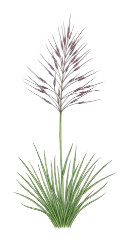 Chrysopogon gryllus