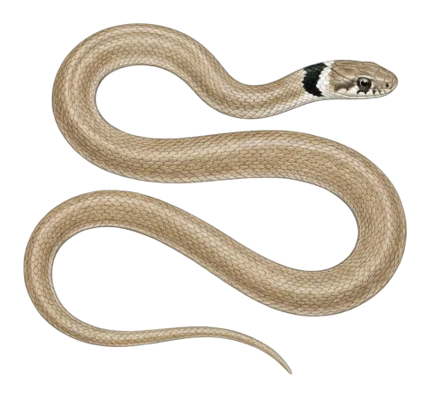 Collared Dwarf Racer
