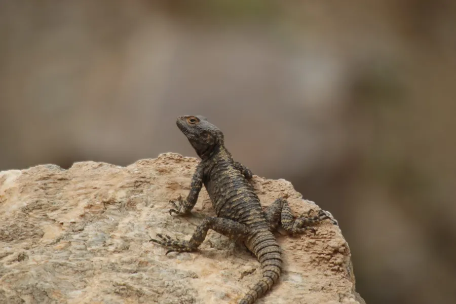 Roughtail rock agama