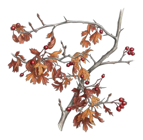 Crataegus kurdistanica