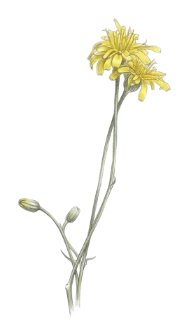 Crepis kurdica