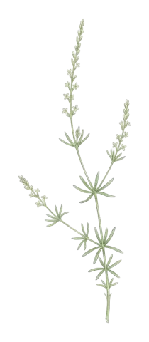 Crucianella parviflora