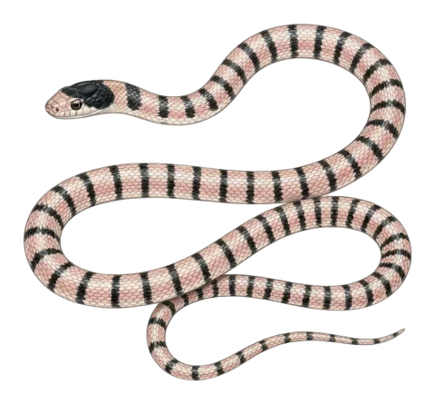 Dark-headed Dwarf Racer