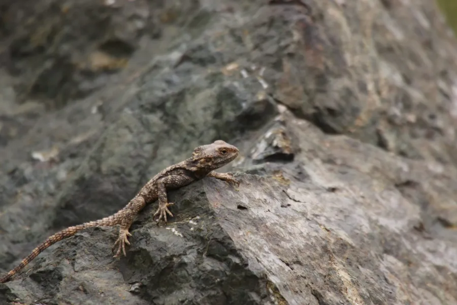 Roughtail rock agama